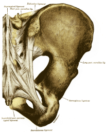 Ligaments of the pelvis