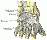 Ligaments of the wrist
