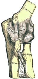 Ligaments of the elbow